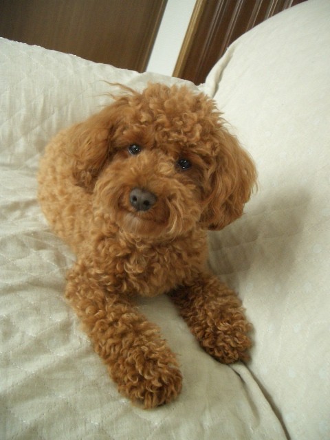 モサ子のモコですよ～