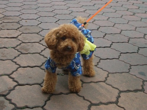 七夕祭りに行きました