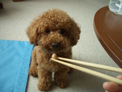 十勝納豆大好き♪モコ