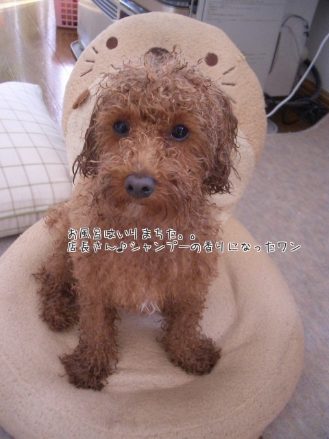 お洗濯モコとノコギリクワガタ