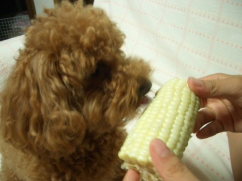 富良野産・・ピュアホワイト♪