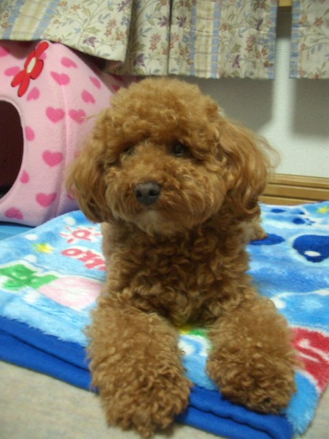 かなりモジャ～