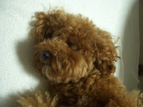 フリマー出没いたします