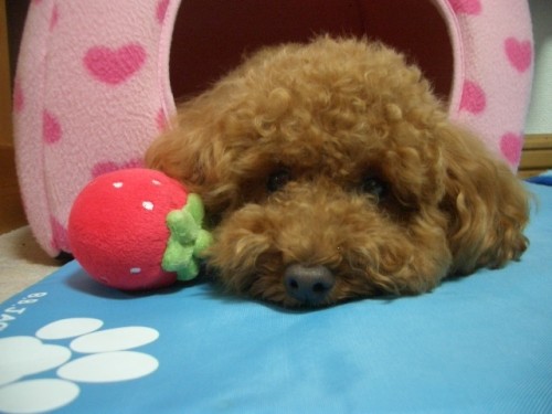 北愛国広場フリーマーケットに出店します