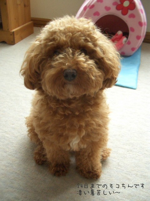 変身!!モコ＆北愛国広場フリーマーケット