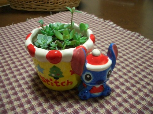 多肉ちゃんも可愛くクリスマス♪