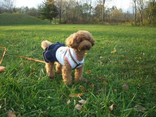 夕方の公園へお散歩