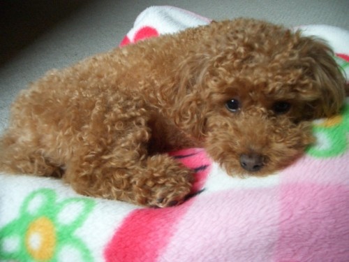 今日も寝るよ&パピーリード