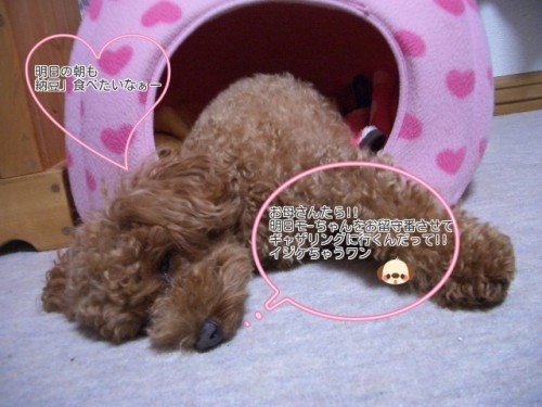 明日の・・予定