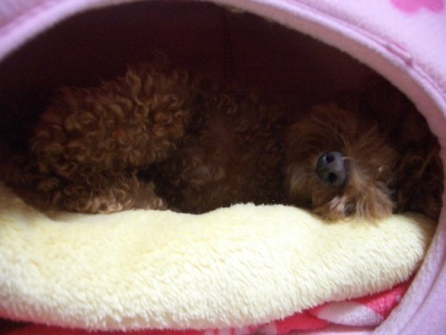 寝心地が最高～