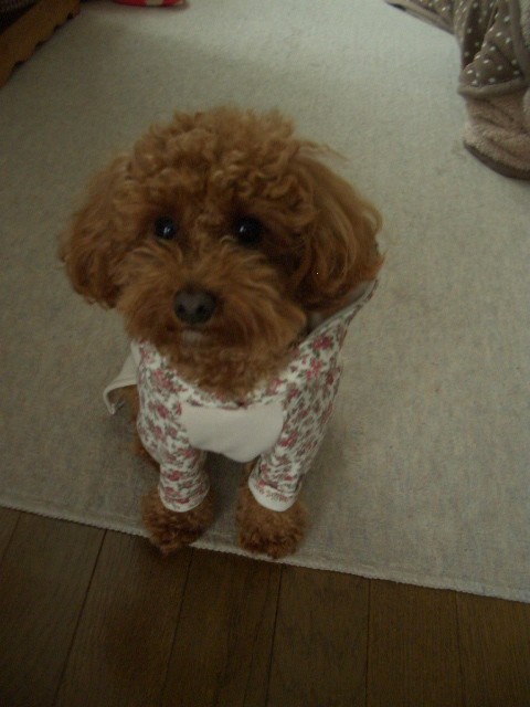 LILYBELLさんワン服♪