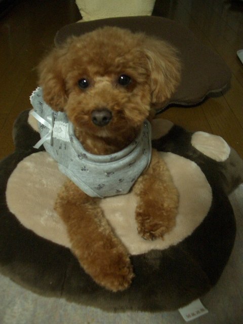 短くしてやったぜ!!