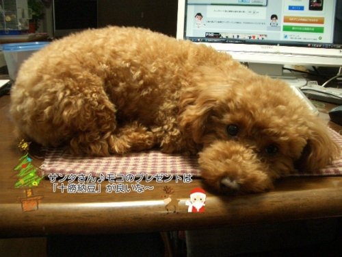 モコの願い♪フリーマーケット