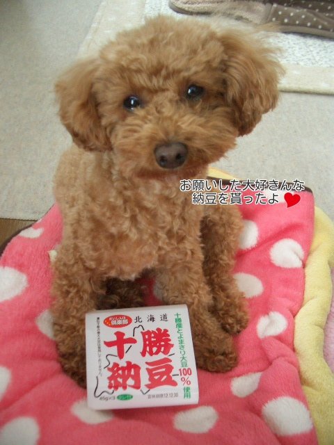 モコのプレゼント♪