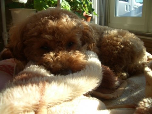 お洗濯の香り♪