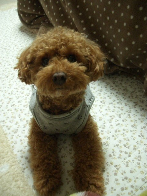 美味し♪坂本 龍馬~