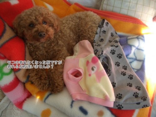 モコの服もチロルチョコ5個分で