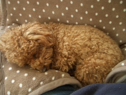 音更共栄台フリーマーケットでワン服登場～