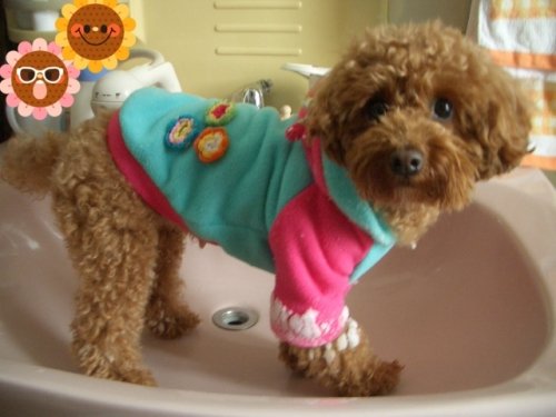 お散歩のお土産。。。