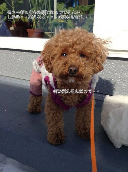 笑えるおっさん顔のモコ