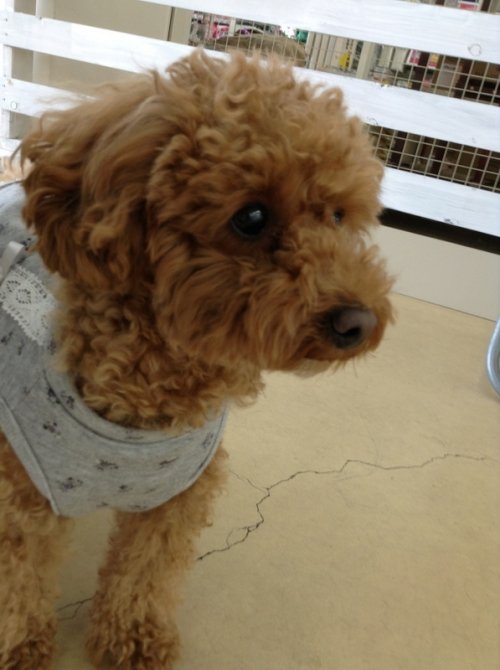 どうしたものか・・