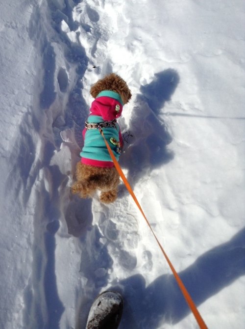 お母さん!モコについてきて～