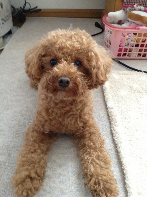 顔拭きの後の・・