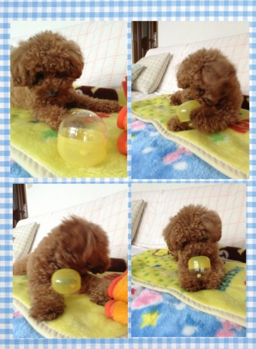 モコも考える・・