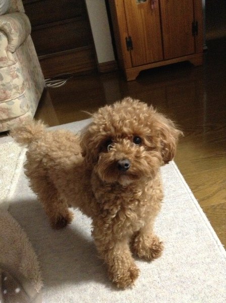 ご飯まだですか。。。