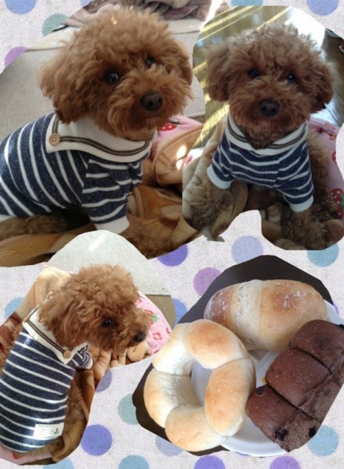 マリン服と昨日の田舎パン♪