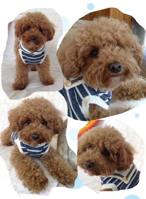 ぽかぽか～ぼさぼさ～