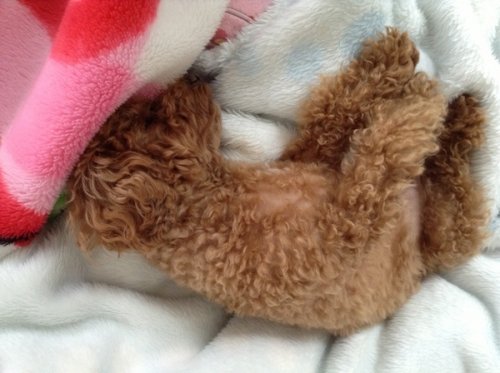 週末眠いワン