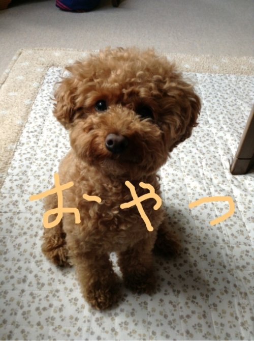 おやつください
