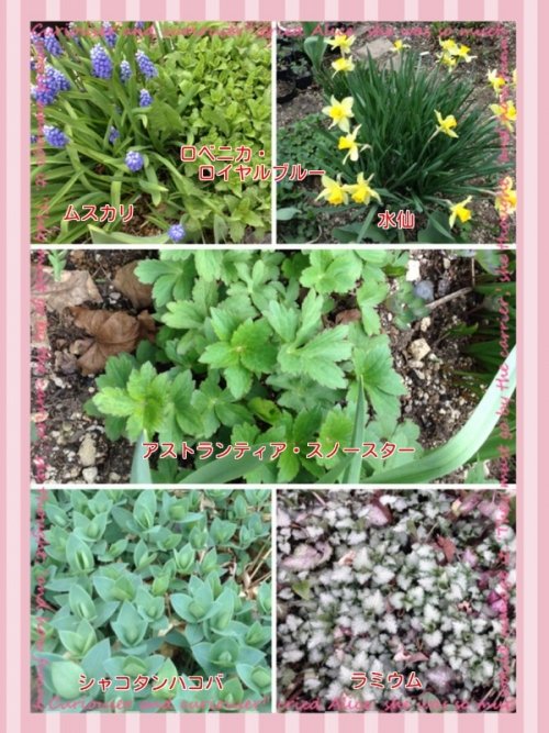 ちっちゃな庭の宿根草とフリマ~