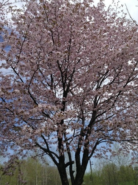桜満開♪お腹も満腹です