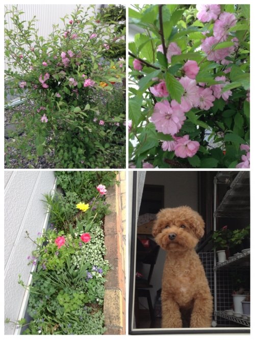 我が家の桜・・