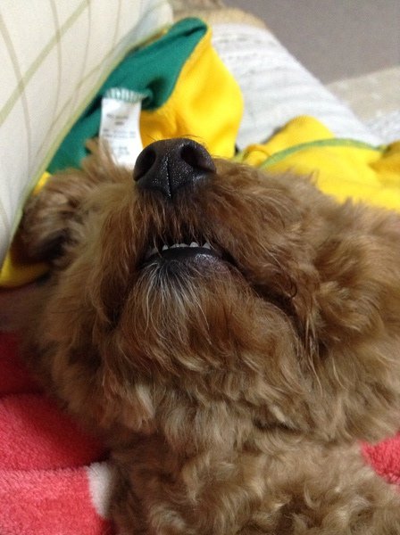看板犬なのだ～ニヒ♪