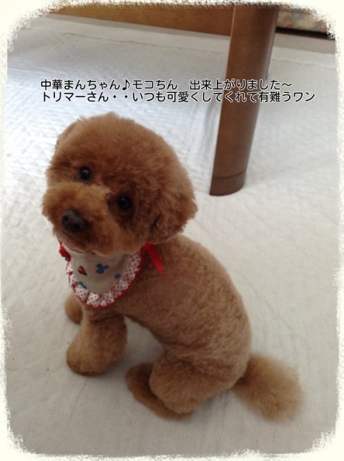 スッキリ～モコちんです