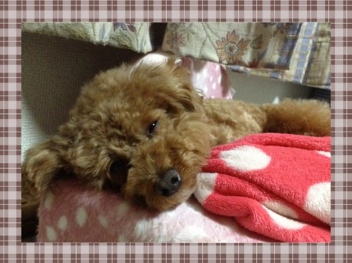眠くて眠くて・・・＆ちゅみか屋です