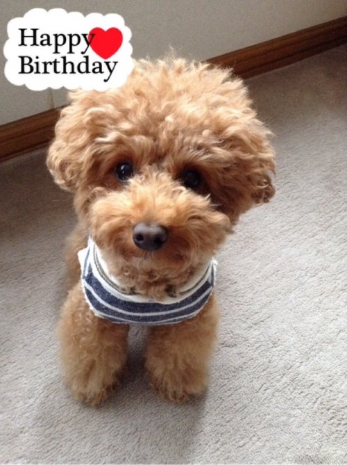 HappyBirthday♪モコちん