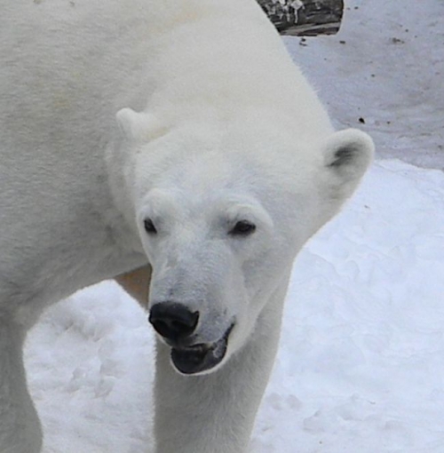 ホッキョクグマ繁殖プロジェクト共同声明
