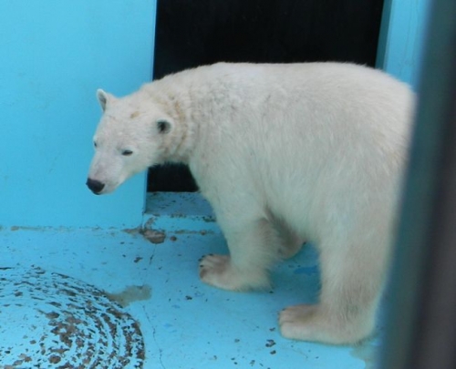 国内ホッキョクグマの血縁関係