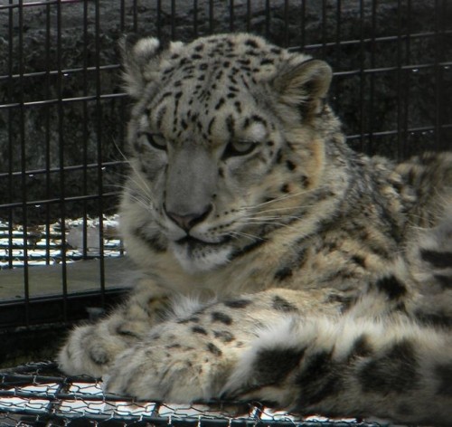 ヤマト　in　旭山動物園