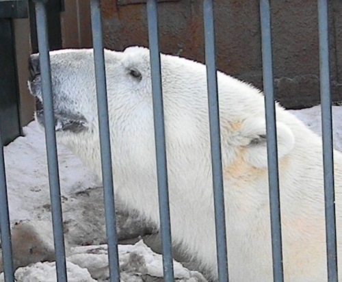 ホッキョクグマとヒマラヤグマ
