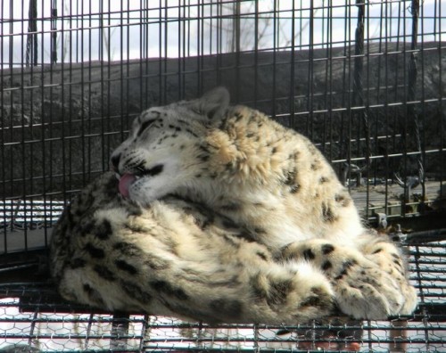 ユキヒョウ・ヤマトの猫ざぶとん