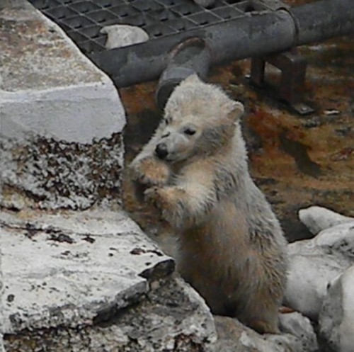 大物のホッキョクグマベビー