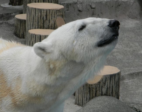 春のクマグマ