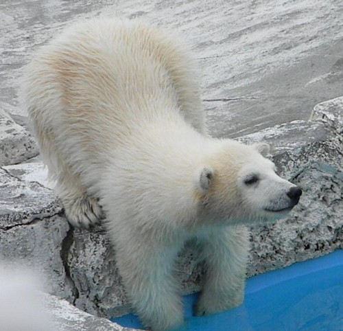 ホッキョクグマの婿さがし