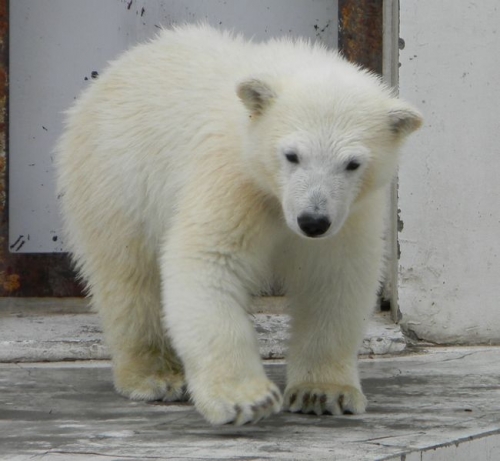 クマグマの昼下がり