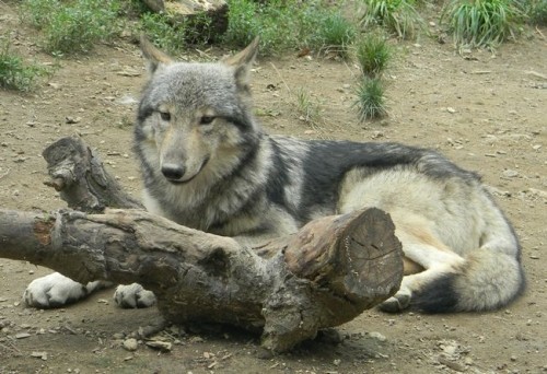 マーキングを重ねるシンリンオオカミ
